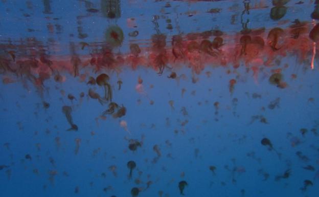 Las medusas también visitan la costa de Granada en invierno