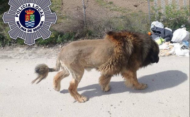 Un perro con apariencia de león alarma a los vecinos de un pueblo murciano