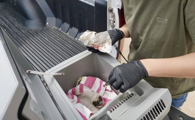 Técnicos andaluces y catalanes logran «salvar al pollito Ryan», una cría de quebrantahuesos