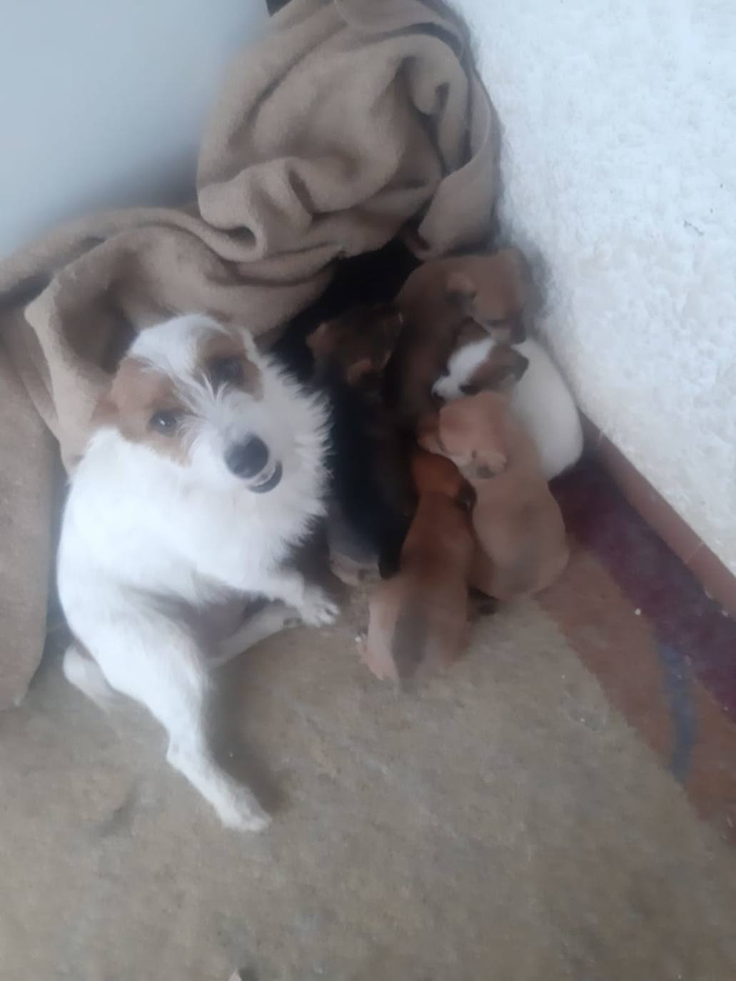 Quince perros se quedan sin familia por la crisis del coronavirus