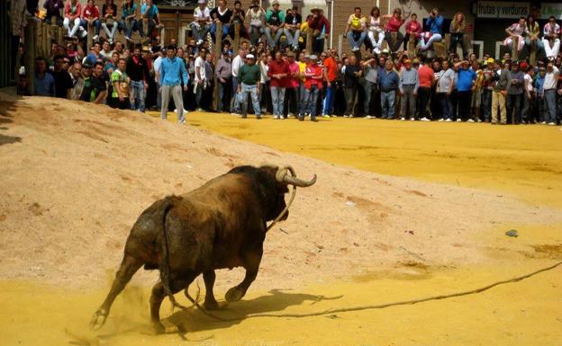 Beas de Segura suspende la fiesta de los 'toros ensogaos'