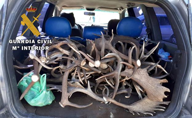 La Guardia Civil interviene casi 70 kilos de cuernas de ciervos y gamos