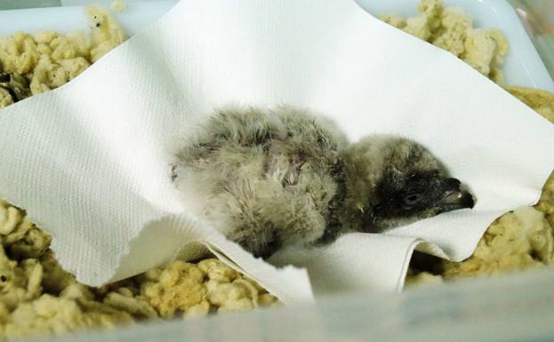 'Satara', segundo pollo de quebrantahuesos de la temporada nacido en libertad en Cazorla