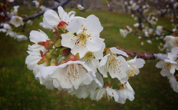 El espectáculo de los cerezos en flor
