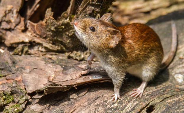 El hantavirus no es otra nueva epidemia que viene de China