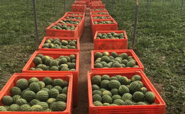 Coag apoya no cortar sandía en Almería por debajo de 0,65 euros