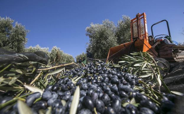 ¿La rebaja de los módulos del olivar, «balón de oxígeno» para la provincia o insuficiente?