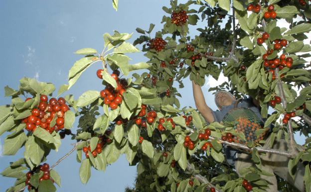 El campo jienense, «autosuficiente» con la mano de obra de la provincia