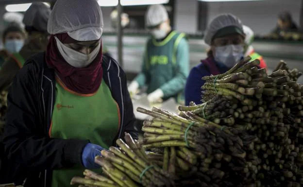 Agricultores y patronales de Granada creen que las medidas de contratación tendrán «poco impacto»