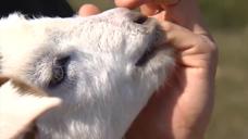 La soledad de los pastores trashumantes