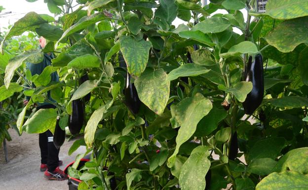 El precio de la berenjena sube un 481% del campo a la mesa