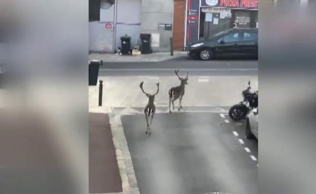 Los animales campan a sus anchas por las calles de las ciudades confinadas
