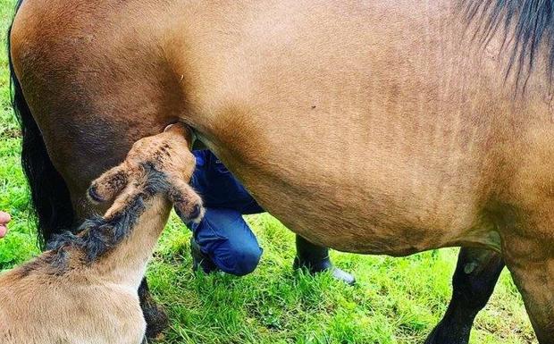 El emotivo rescate de un potro recién nacido tras caer desde un prado a la carretera