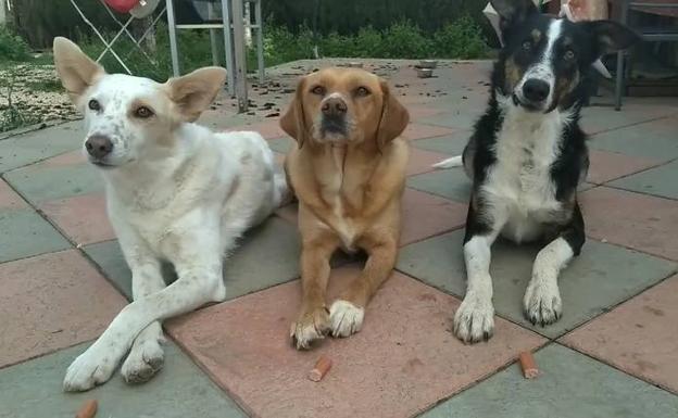 El sorprendente autocontrol de los perros terapeutas de Granada cuando les colocan delante comida