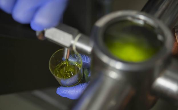 La caída de producción de aceite al final de campaña supera oficialmente el 40% en la provincia