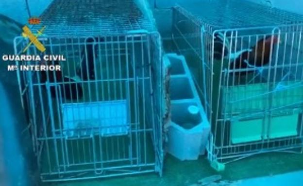 Dos operaciones contra la marihuana en cuatro localidades de Granada descubren cinco grandes invernaderos