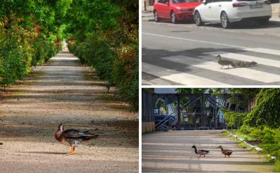 Los patos, nuevos runners del García Lorca y de paseo por Granada