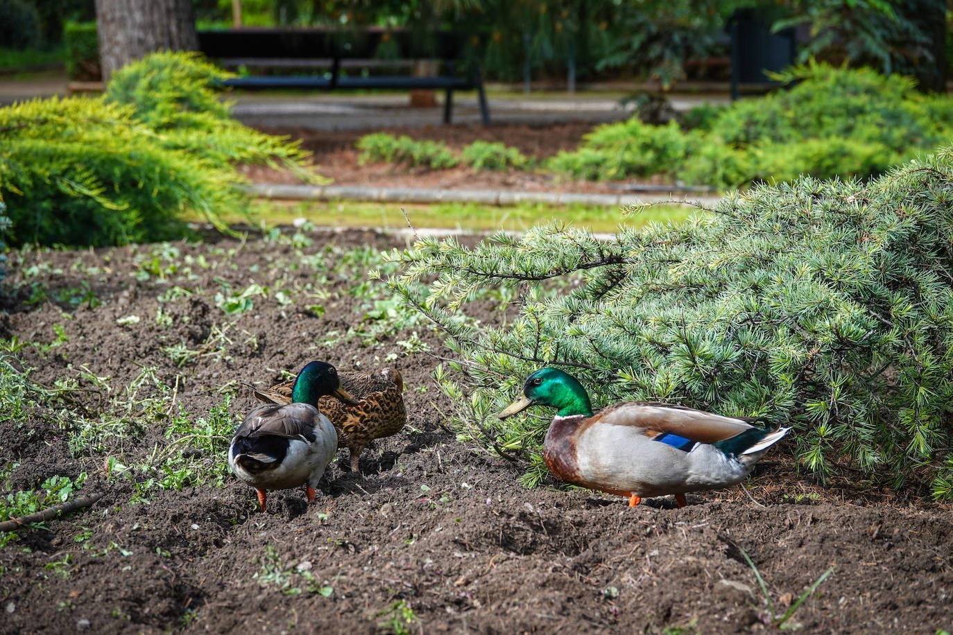 Los patos se han hecho con el parque García Lorca