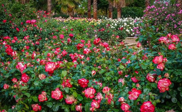 La primavera de Granada que te estás perdiendo