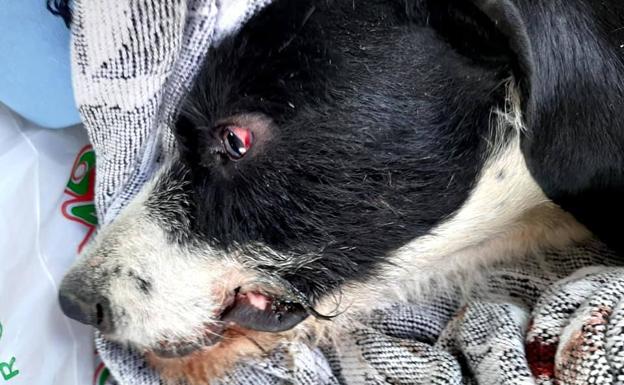 Dos casos «extremos» de maltrato animal en la provincia: ahorcan a un perro y arrastran a otro por la autovía