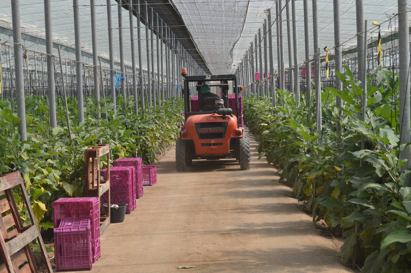 Los precios de las hortalizas caen un 77% mientras aumenta un 40% su consumo