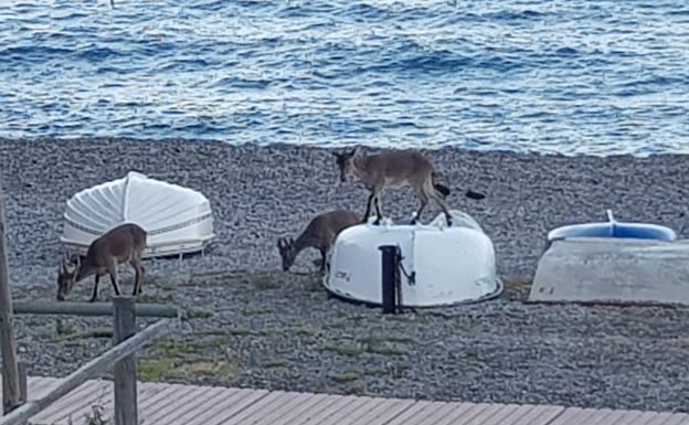 Las cabras también salen a correr por la playa de Calahonda 