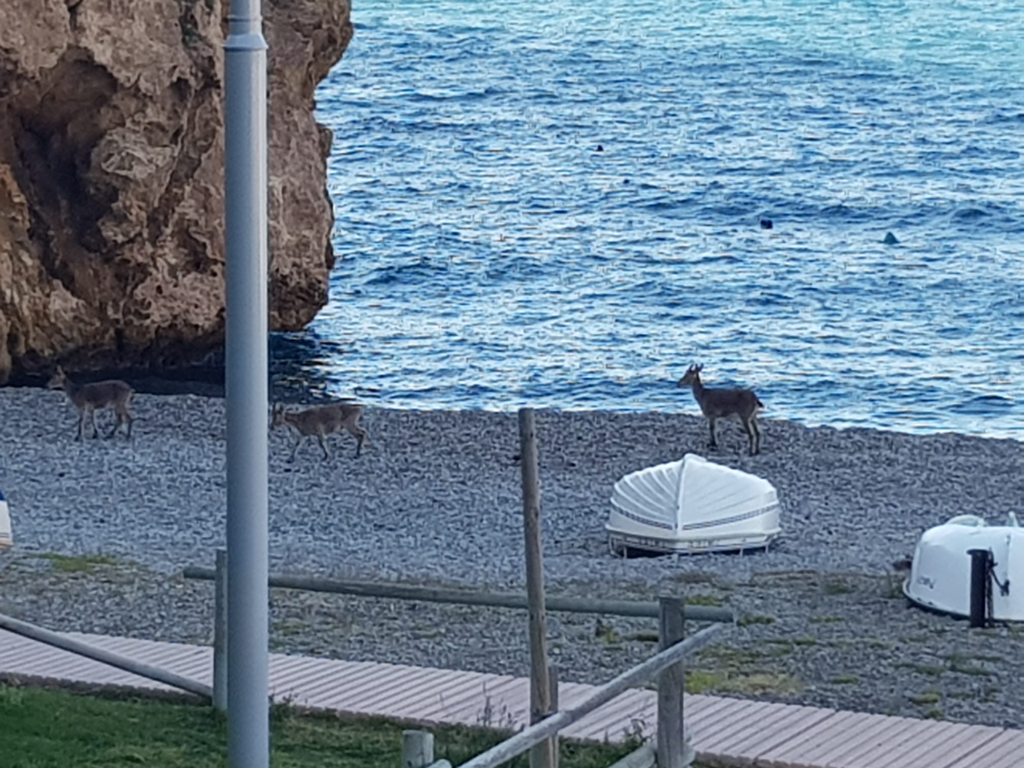 Las cabras llegan a la playa granadina de Calahonda
