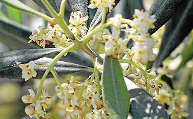 La provincia alcanza el nivel extremo de polen de olivo