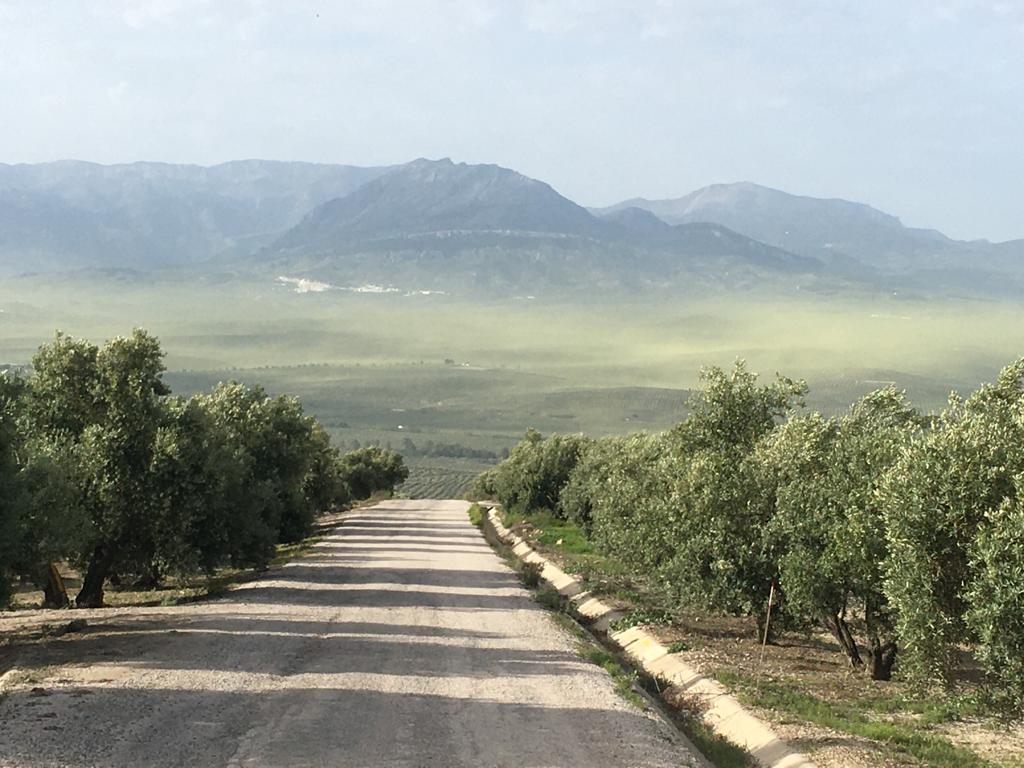 Una nube de polen cubre varias zonas de la provincia de Jaén
