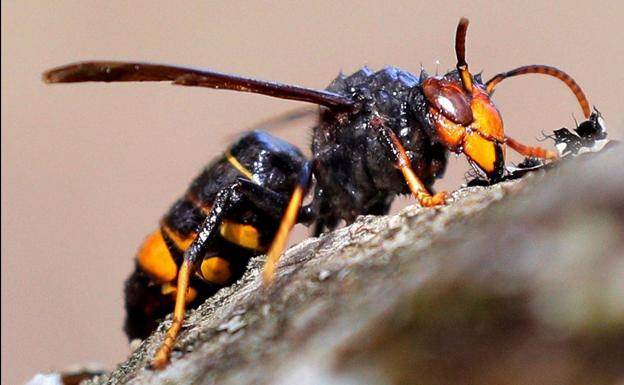 España se prepara para la invasión de la avispa más grande del mundo «en cualquier momento»