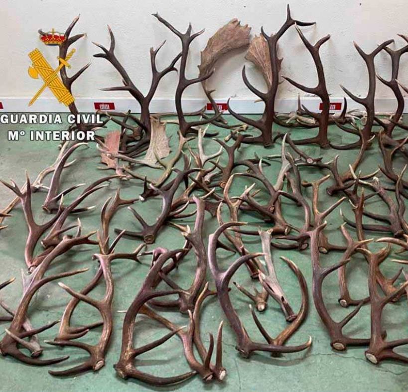 Intervienen en Jaén 60 kilos de cuernas, del desmogue de ciervos y gamos