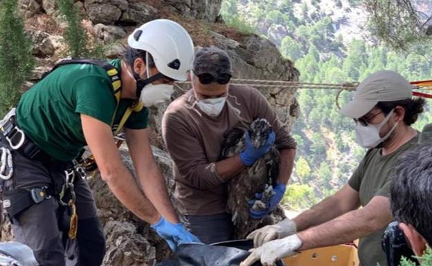 Liberados en la Sierra de Castril los dos primeros quebrantahuesos del año nacidos en cautividad