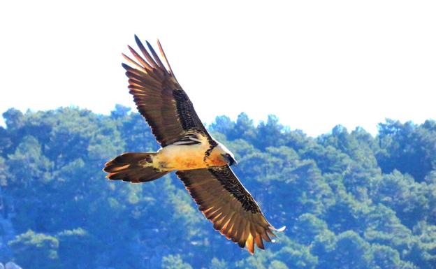 Liberan dos quebrantahuesos nacidos en cautividad en Castril