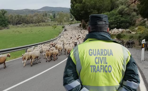 La Guardia Civil auxilia a un pastor de Granada para trasladar sus ovejas durante tres horas