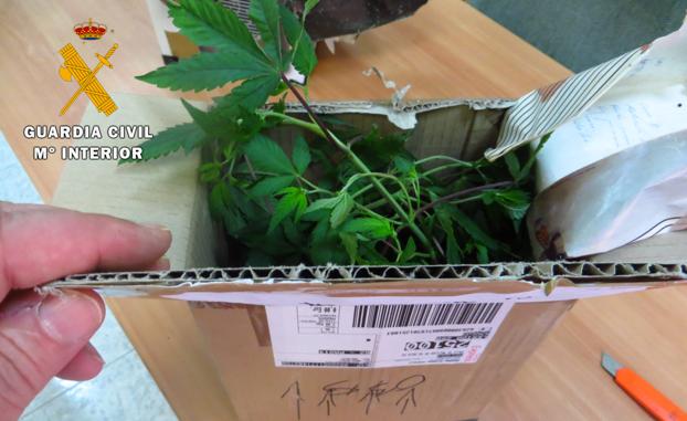 Investigan a un granadino que enviaba marihuana a través de paquetes postales