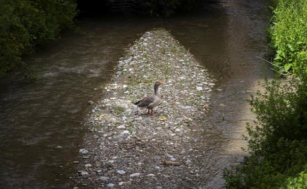 La última oca del Paseo de los Tristes