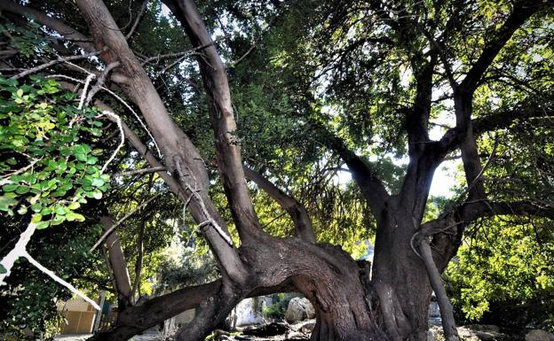 El 'Matusalén' del Valle de Lecrín