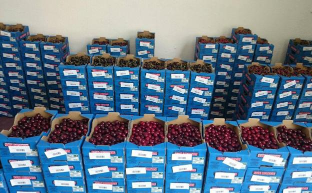 Menos producción, lluvia y coronavirus, un año complicado para la cereza jienense