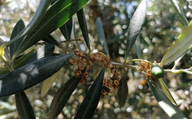 Alertan de un ataque de prays «nunca visto» que podría afectar a la próxima campaña de aceituna en la provincia