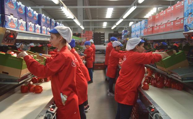 Almería genera más de la mitad del valor de la exportación hortofrutícola andaluza