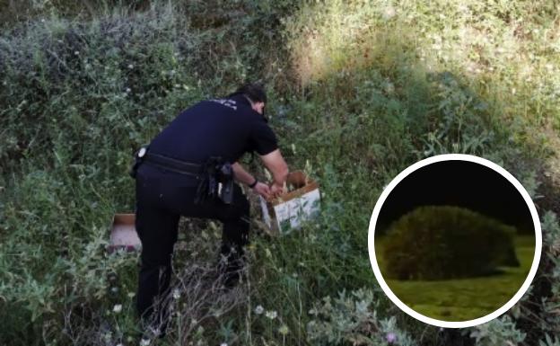 Dos erizos aprovechan el confinamiento para pasearse por Granada