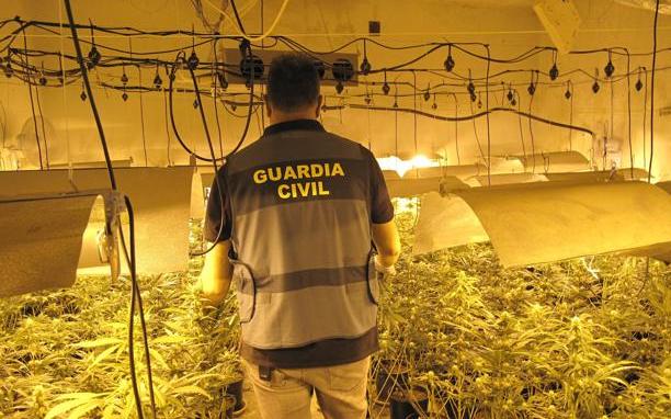 Intervienen más de 5.000 plantas de marihuana en 21 operaciones en Granada