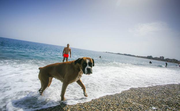 Las mascotas no podrán ir este año a la playa de perros de Motril por seguridad