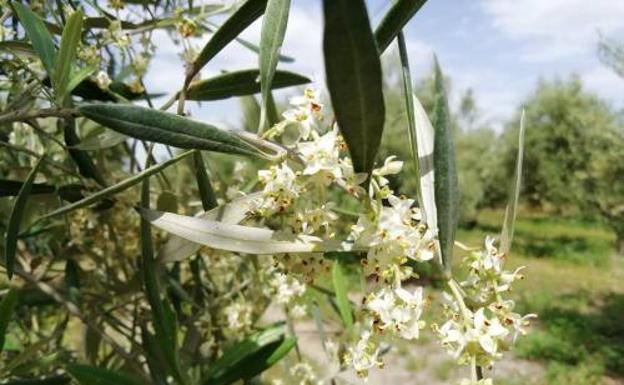 El tiempo da un 'respiro' a los alérgicos al polen de olivo
