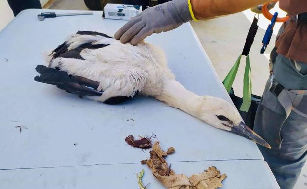 Rescatada una cigüeña atrapada en una antena del polígono de Los Olivares