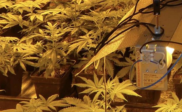 Siete detenidos en la Sierra de Segura por tráfico de drogas