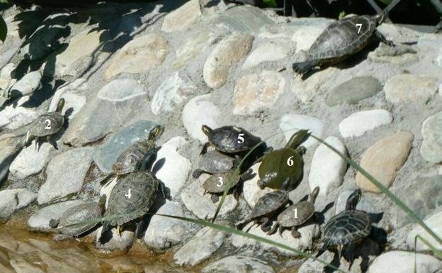 Hasta seis especies distintas de tortugas en el parque García Lorca de Granada