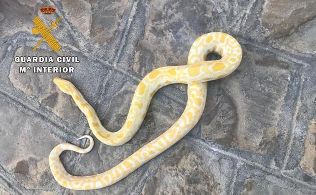 Denunciado un vecino de Porcuna por tener ilegalmente una pitón albina en su casa