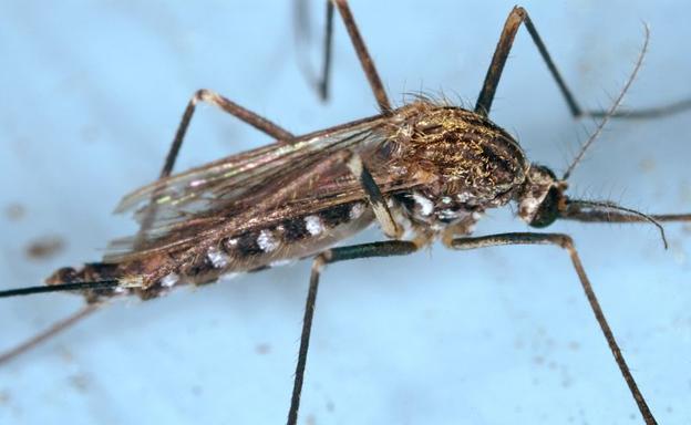 Alertan del mosquito japonés que ya está en España y podría transmitir el 'virus del Nilo'
