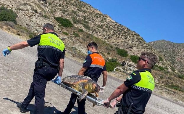 Hallan una tortuga boba muerta con fragmentos de plástico en una playa de Carboneras